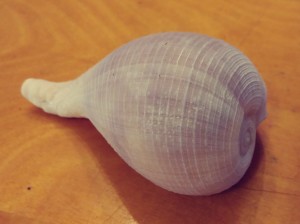 Paper Fig Shell