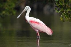 Marco Island Boat Tours